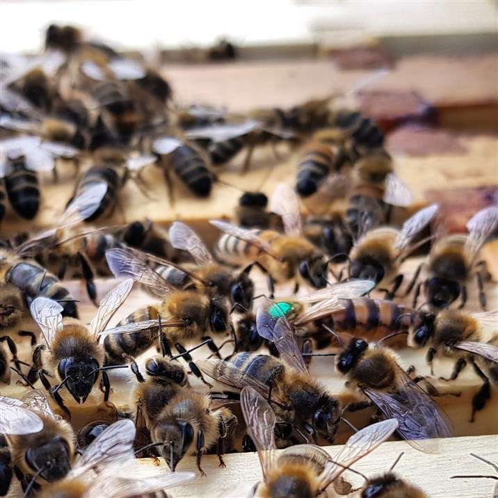 UK honey bee nucleus colony
