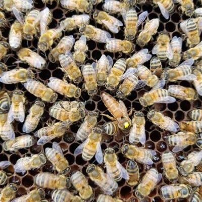 Honey bee nucleus colony