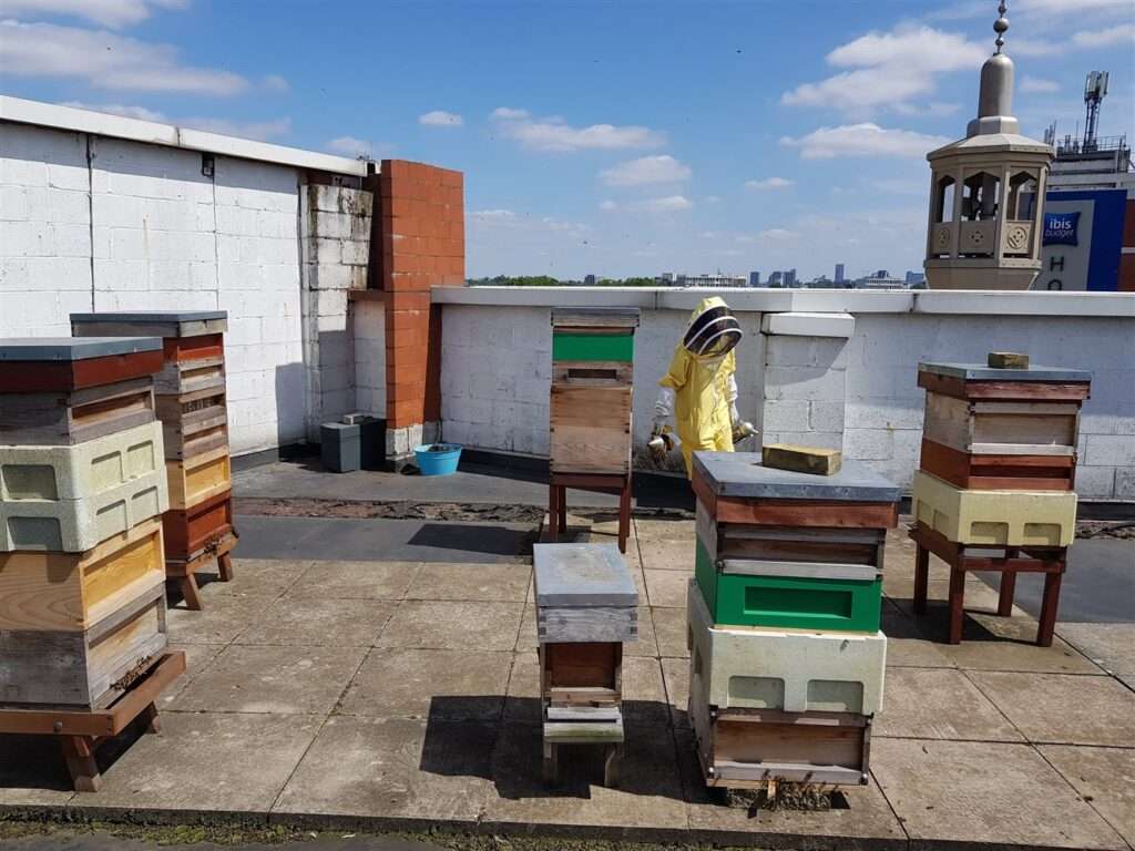 Thinking of starting beekeeping