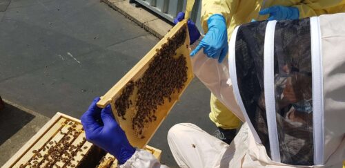 Checking bees