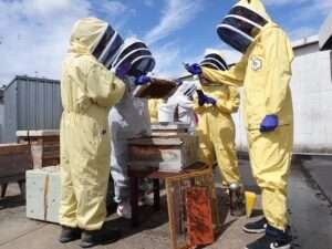 London beekeeping course