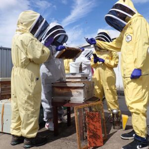 Beekeeping Experiences