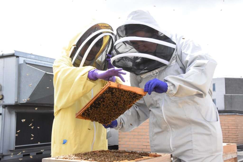 Beekeeping course in London