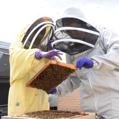 Beekeeping Courses